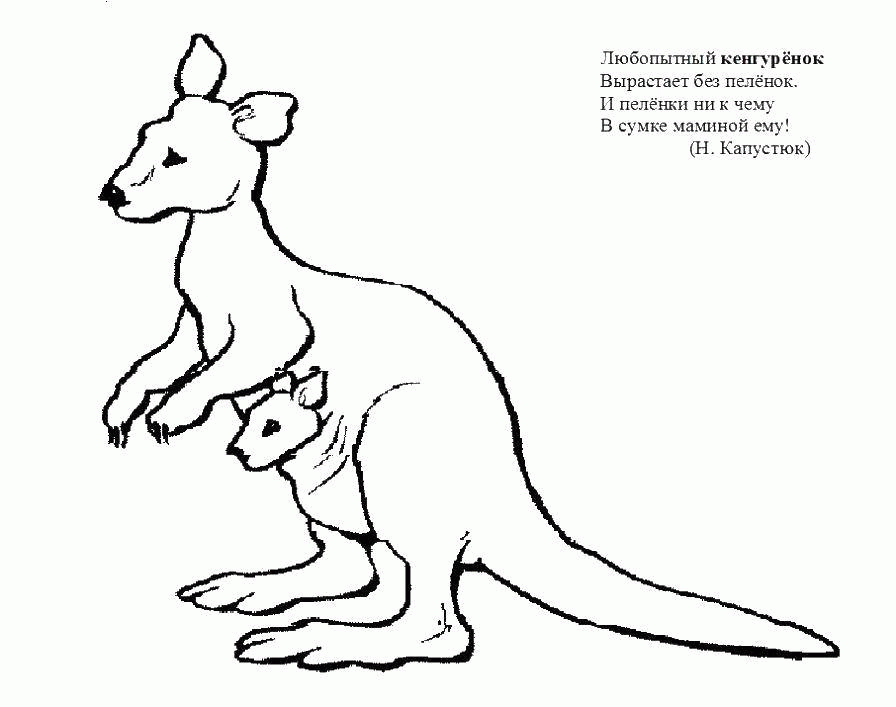Раскраски Раскраска Кенгуру с кенгуренком в кармане кенгуру, скачать  распечатать раскраски.
